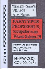 Etikette zu Propsephus occupator (NHMW-ZOO-COL-0010481)